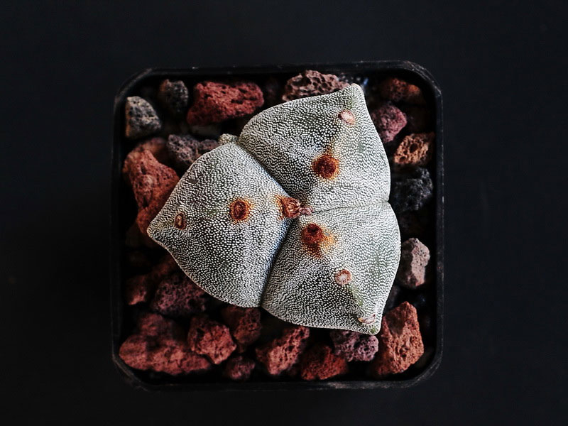 Astrophytum myriostigma tricostatum